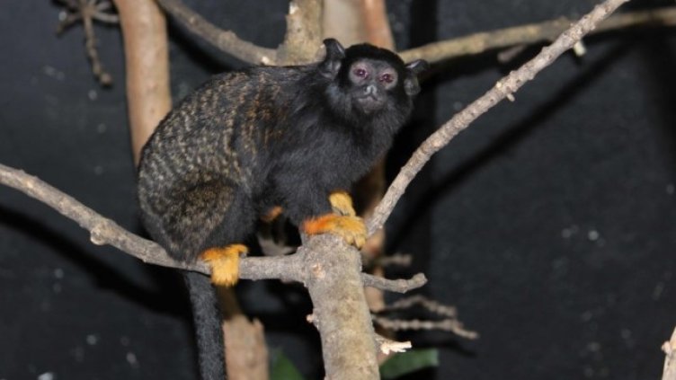 Снимка: Зоопарк София