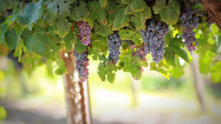 Снимка: Pixabay