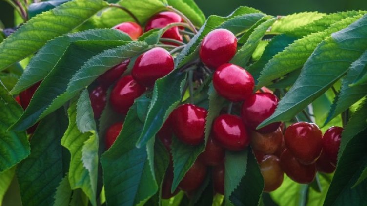 Снимка: Pixabay