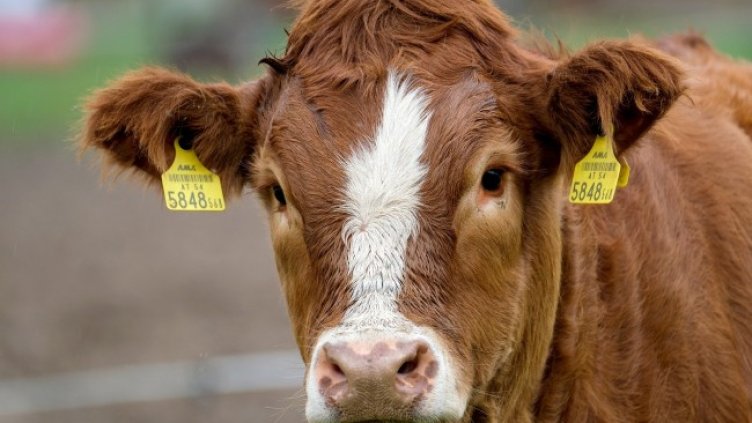 Снимка: Pixabay