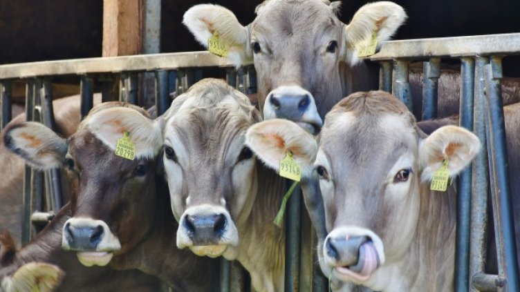 Снимка: Pixabay