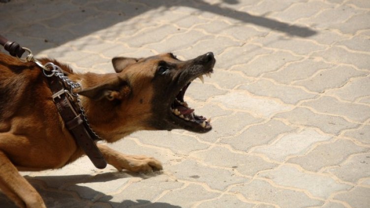 Снимка: Pixabay