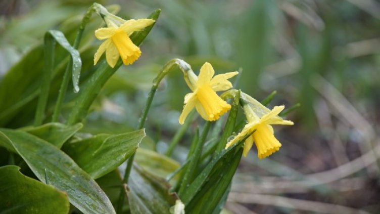 Снимка: Pixabay