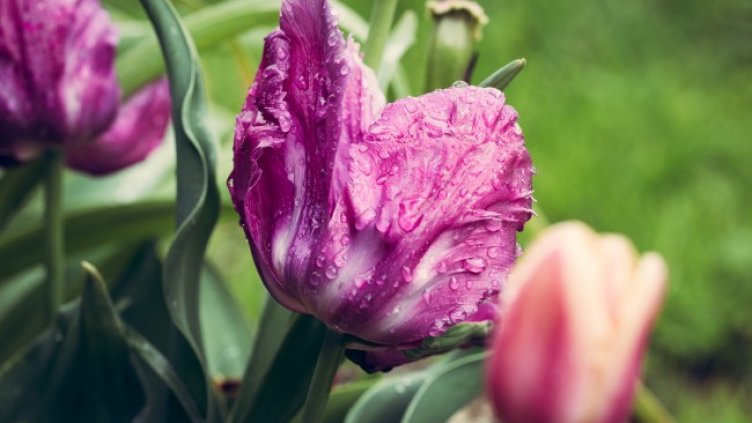 Снимка: Pixabay