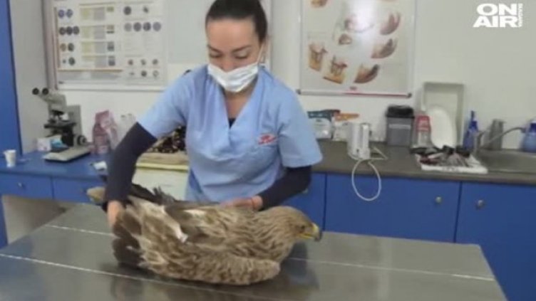 Спасиха царски орел, бедстващ в сметище в Карнобат