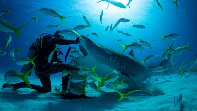 Снимка: Viasat Nature