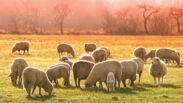 Снимка: Pixabay