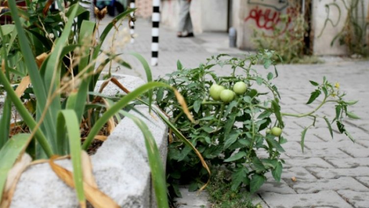 Снимка: БГНЕС