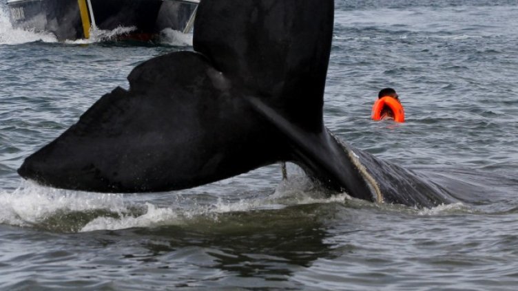 Снимка: архив, БГНЕС