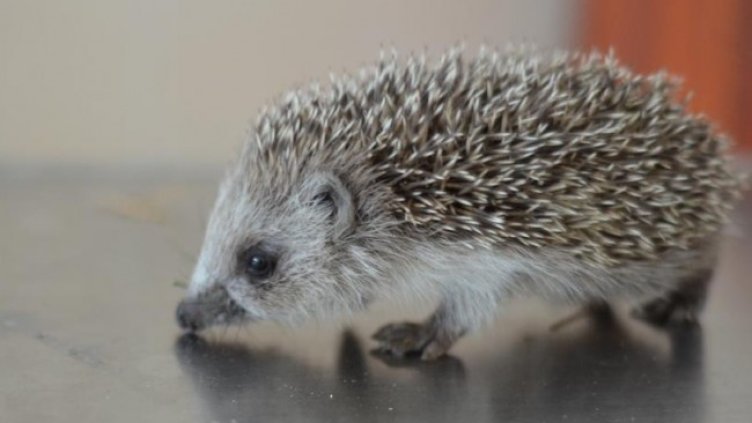 Снимка: Спасителен център за диви животни -