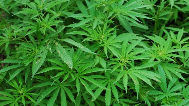 Снимка: Pixabay