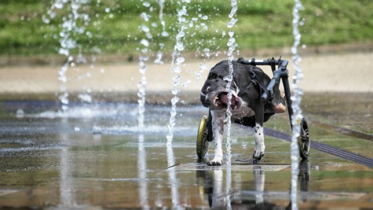 Снимка: Димитър Кьосемарлиев, Dnes.bg