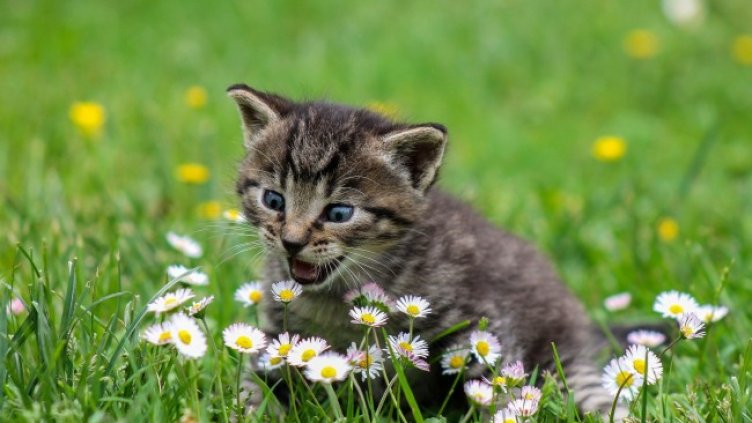 Снимка: Pixabay