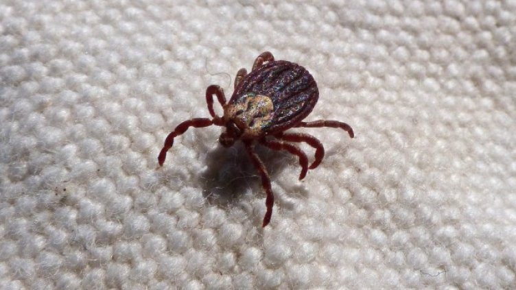 Снимка: Pixabay