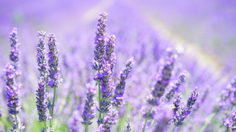 Снимка: Pixabay