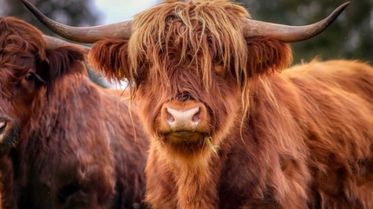 Снимка: Pixabay