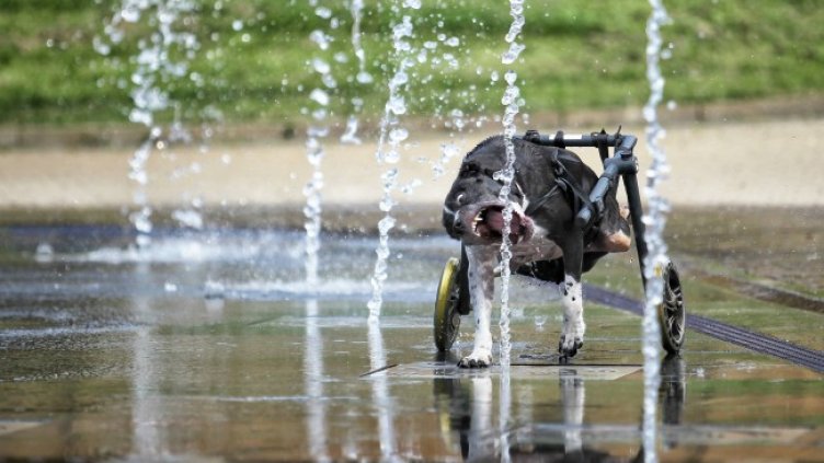 Снимка: Димитър Кьосемарлиев, Dnes.bg