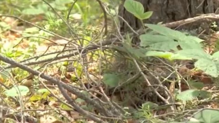 Снимка: Bulgaria ON AIR