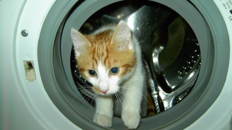 Снимка: Pixabay