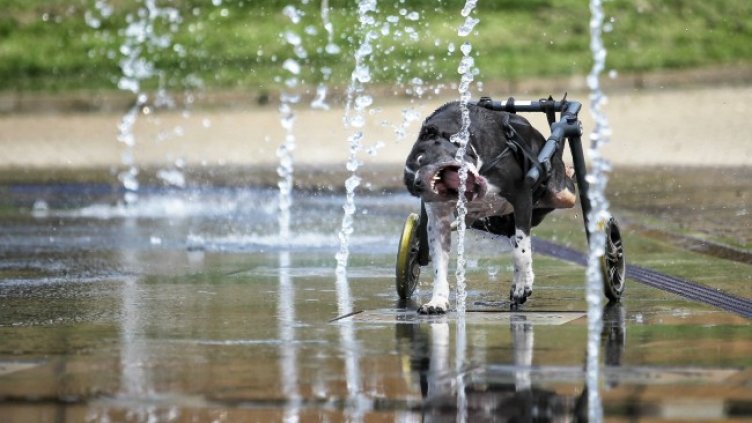 Снимка: Димитър Кьосемарлиев, Dnes.bg