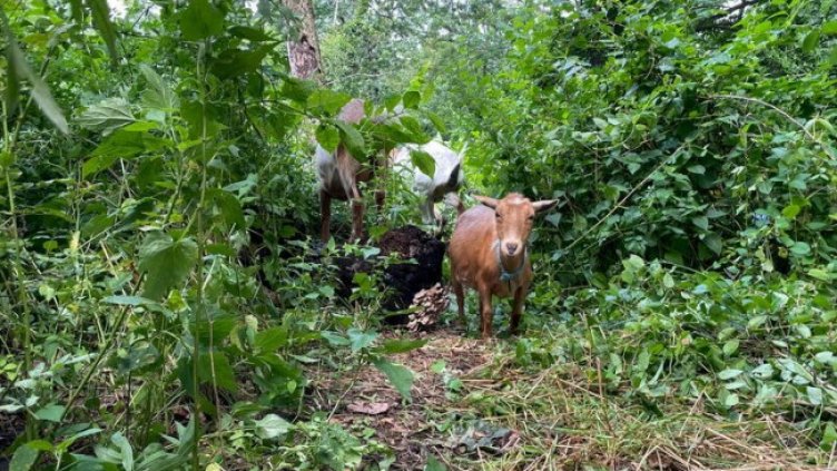 Снимка: Twitter