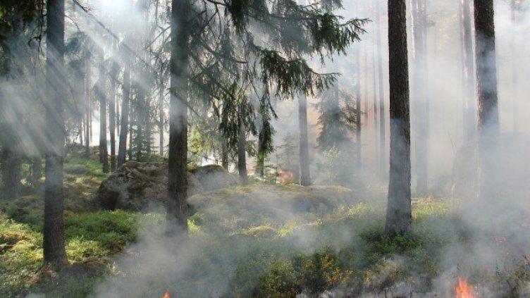 Снимка: Pixabay