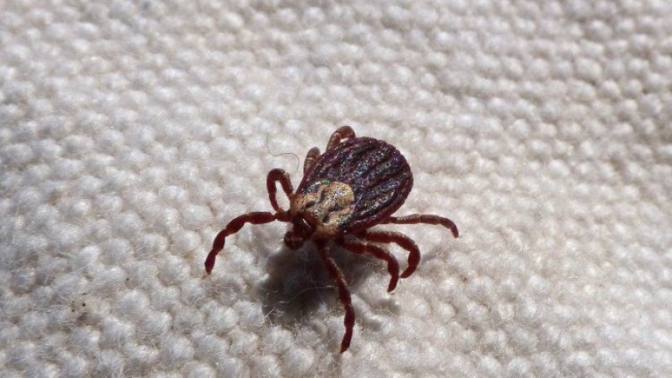 Снимка: Pixabay