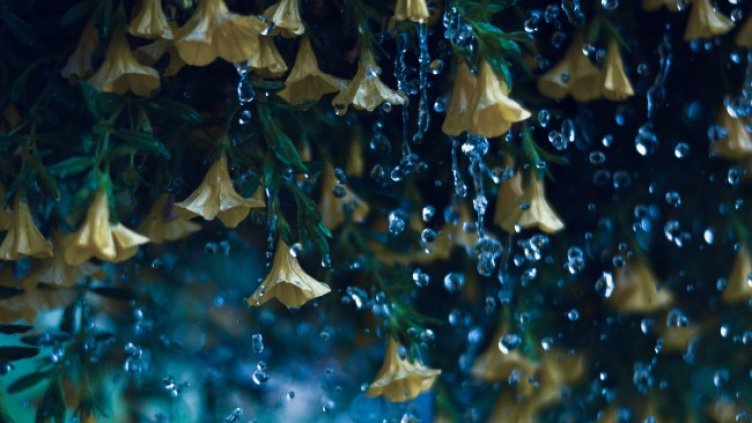 Снимка: Pixabay