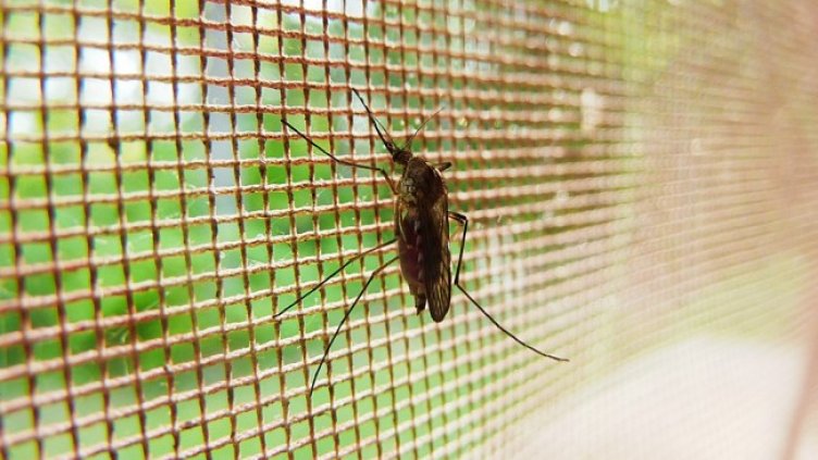 Снимка: Pixabay