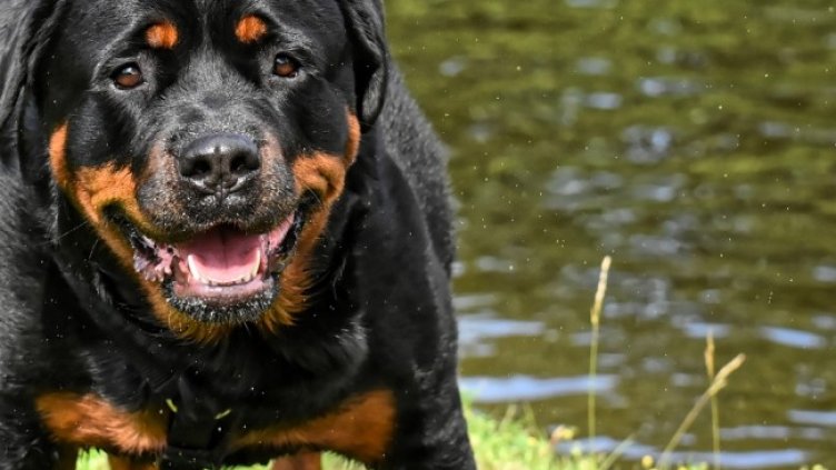 Снимка: Pixabay