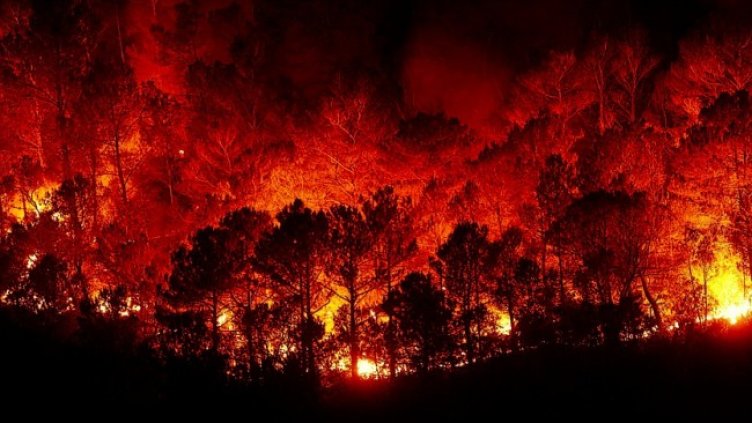 Снимка: Pixabay