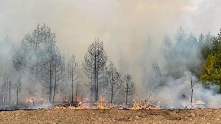 Снимка: БГНЕС