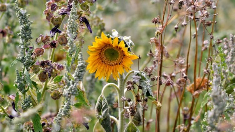 Снимка: Pixabay