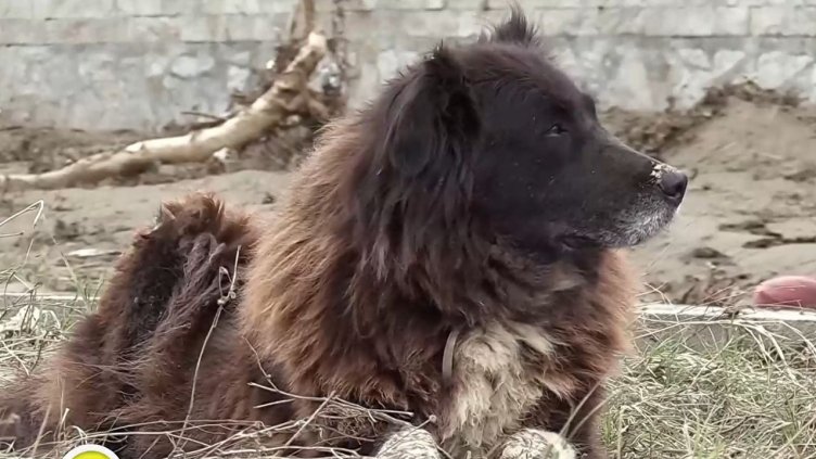Бездомното куче Сара, което оцеля след потопа в "Елените"
