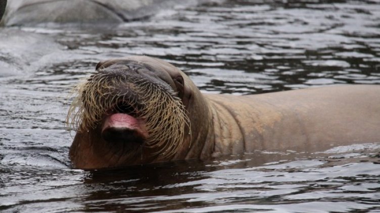 Снимка: Pixabay