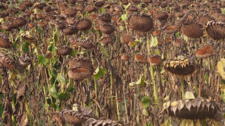 Снимка: архив, БГНЕС