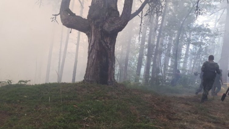 Снимка: БГНЕС