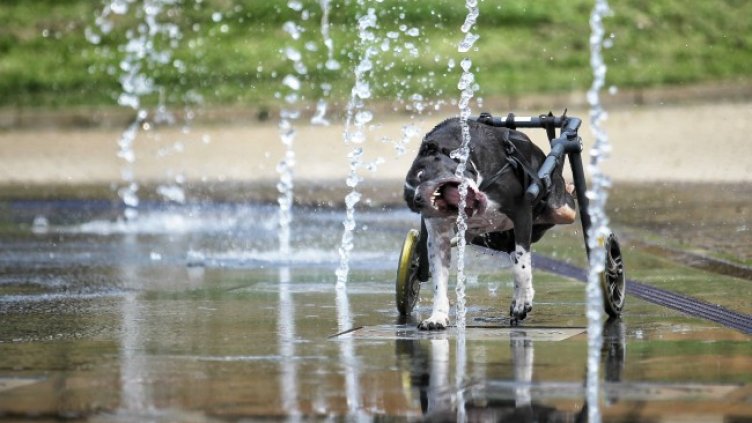 Снимка: Димитър Кьосемарлиев, Dnes.bg
