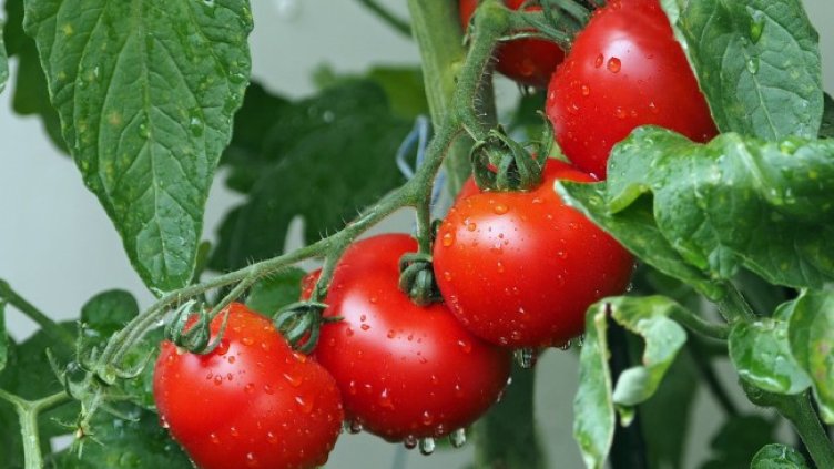 Снимка: Pixabay