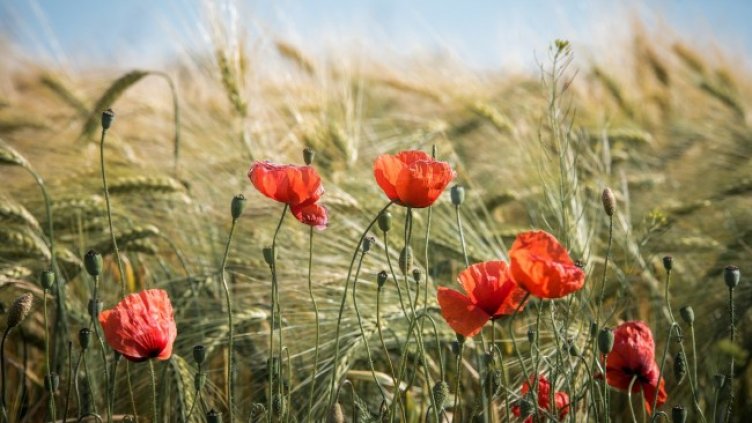 Снимка: Pixabay