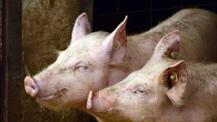 Снимка: Pixabay