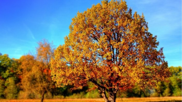 Снимка: Pixabay