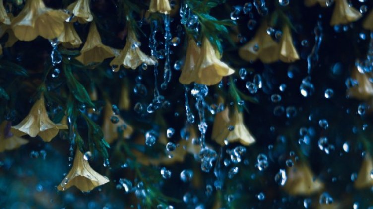 Снимка: Pixabay