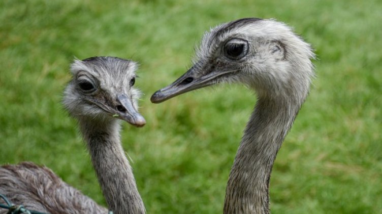 Снимка: Pixabay