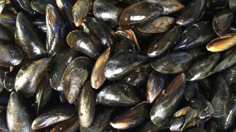 Снимка: Pixabay