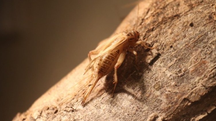 Снимка: Pixabay