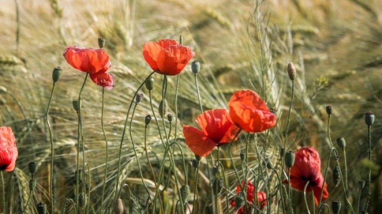 Снимка: Pixabay