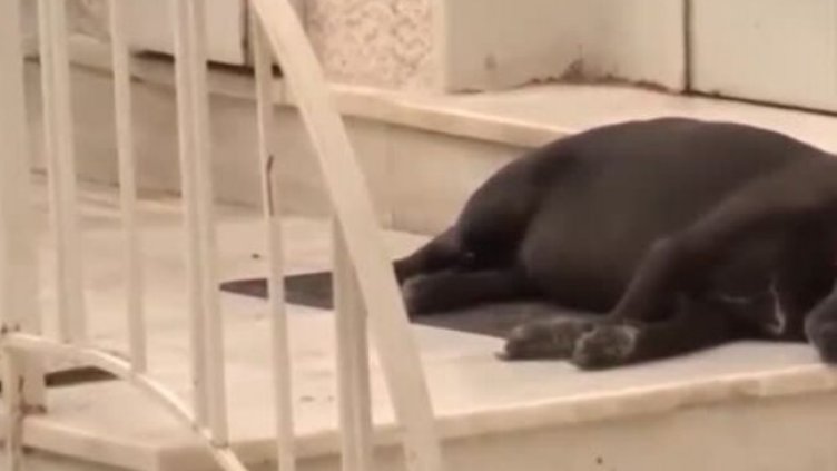 Новият Хачико: Кучето на Теодоракис стои пред вратата му