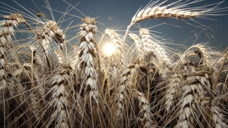 Снимка: архив, БГНЕС