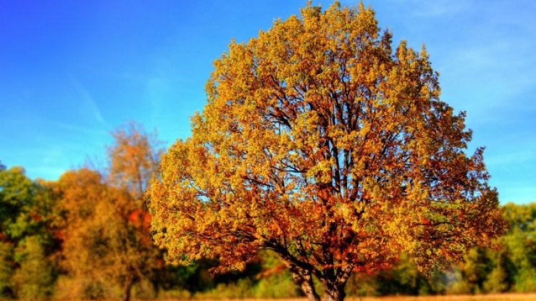 Снимка: Pixabay